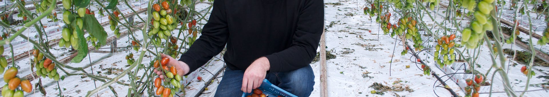 Tomaten voor onze maaltijdboxen