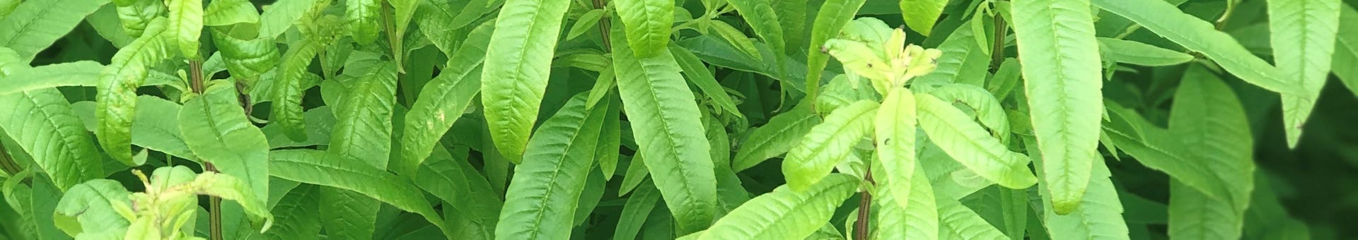 Verveine